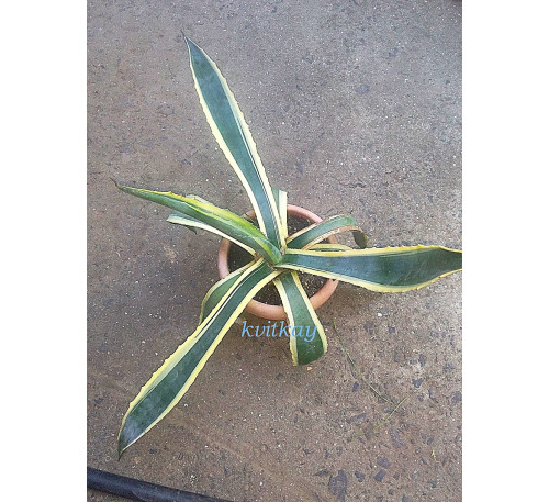 Агава варієгатна (Agave pattonii variegata)